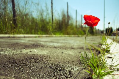 Langs de weg groeien bloemen en gras