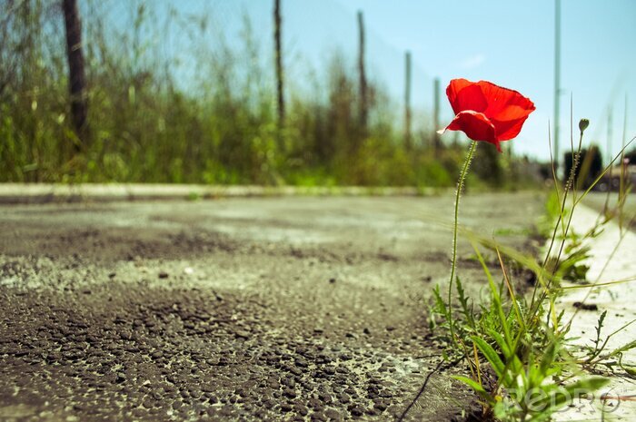 Fotobehang Langs de weg groeien bloemen en gras