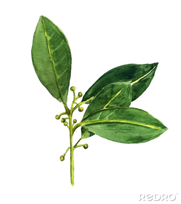 Fotobehang Laurierblaadjes met gele nerven