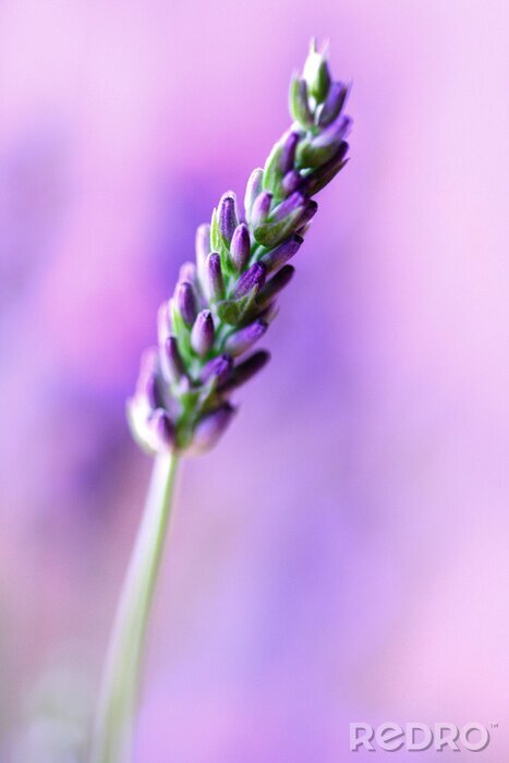 Fotobehang lavendel