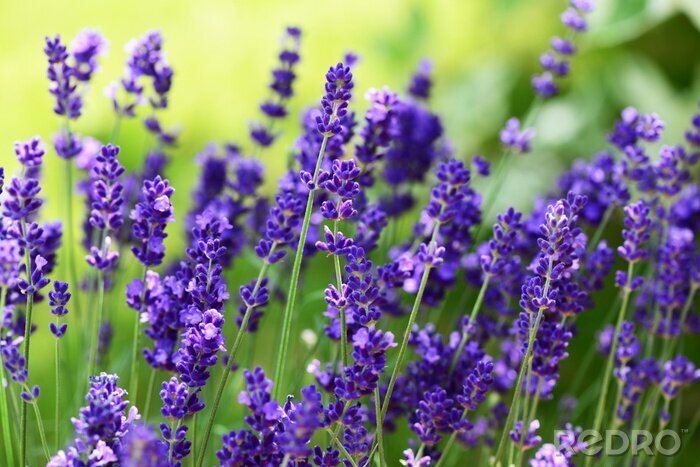 Fotobehang Lavendel bloeit in de wei