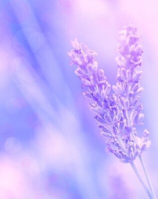 Lavendel bloem
