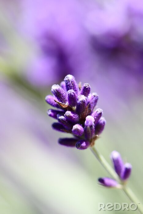 Fotobehang Lavendel bloem