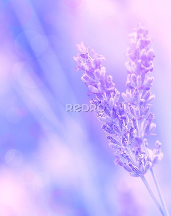 Fotobehang Lavendel bloem