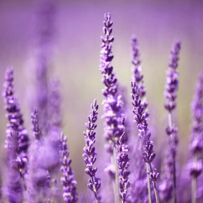 Fotobehang Lavendel bloemen kweken