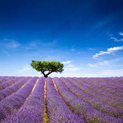 Fotobehang Lavendel boom en blauwe lucht