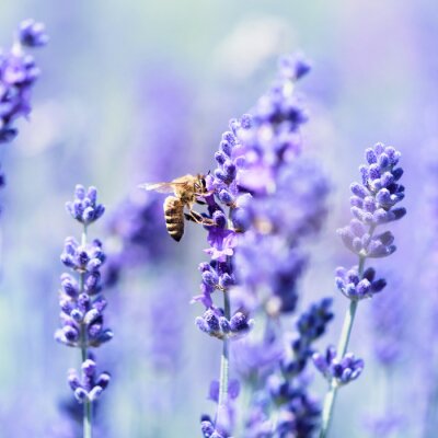 Fotobehang Lavendel en bijen