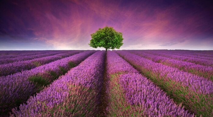 Fotobehang Lavendel en een boom bij zonsondergang