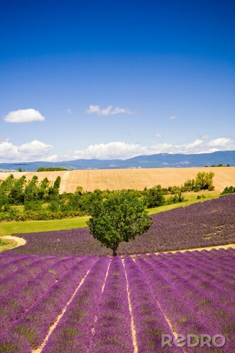 Fotobehang Lavendel en Frans landschap