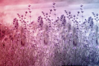 Fotobehang Lavendel glade in drie kleuren