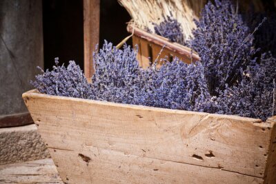 Lavendel groeit in een houten kist
