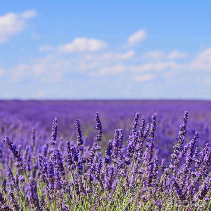 Fotobehang Lavendel in bloei en zomerse lucht