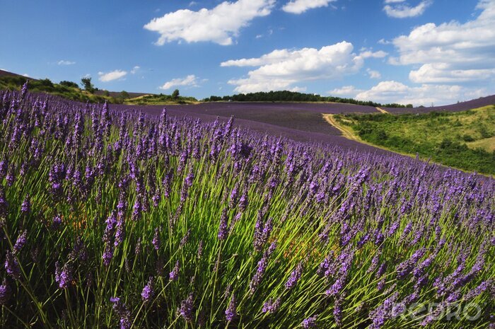 Fotobehang Lavendel in bloei in de Provence