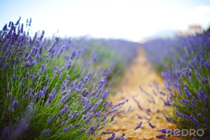 Fotobehang Lavendel in bloei op een Frans veld