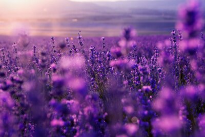 Lavendel in een veld in Frankrijk
