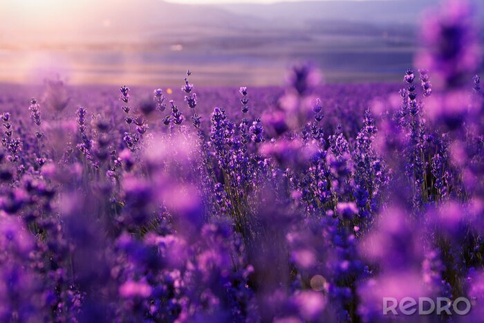 Fotobehang Lavendel in een veld in Frankrijk