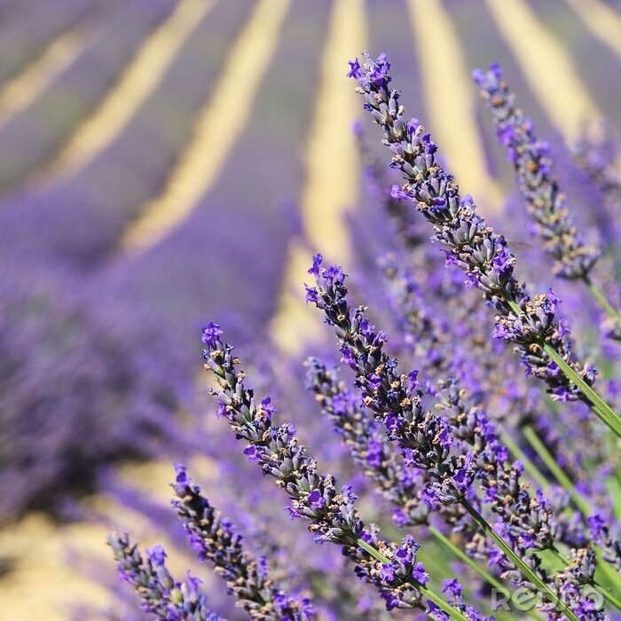 Fotobehang Lavendel in een veld in macro weergave