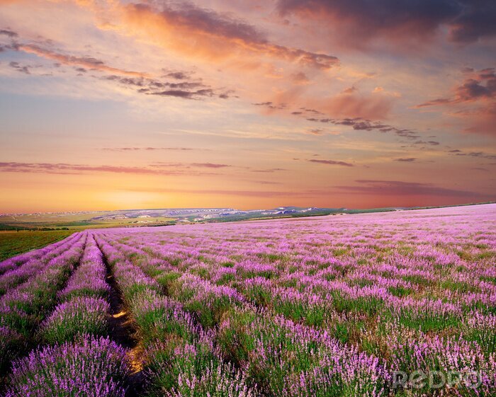 Fotobehang Lavendel in roze