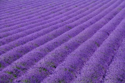 Fotobehang Lavendel in vogelvlucht