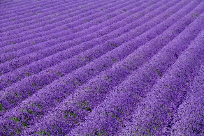 Fotobehang Lavendel in vogelvlucht