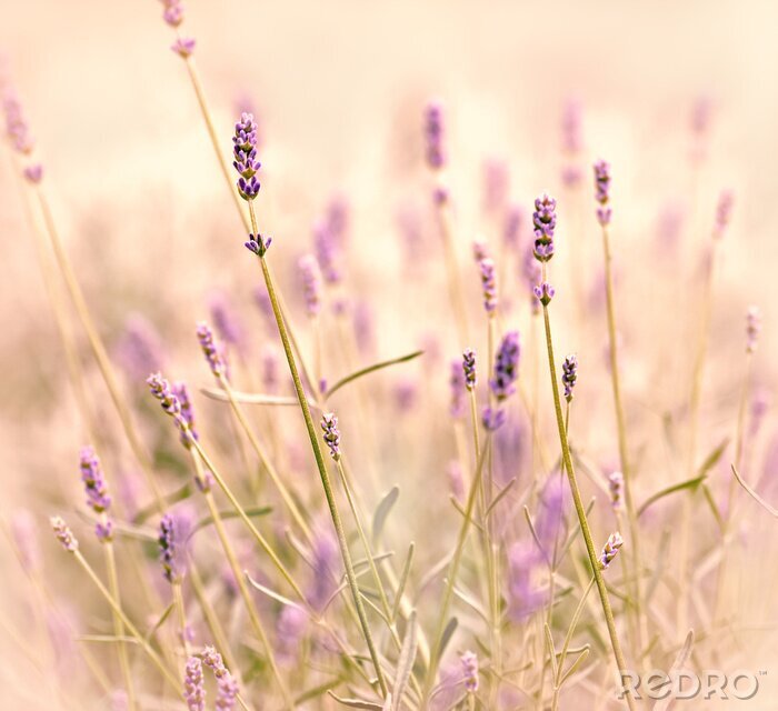 Fotobehang Lavendel mesjes