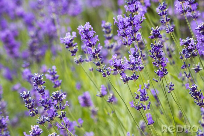Fotobehang Lavendel op de achtergrond van groen gras