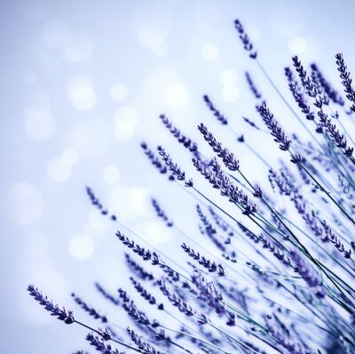 Fotobehang Lavendel op de blauwe achtergrond