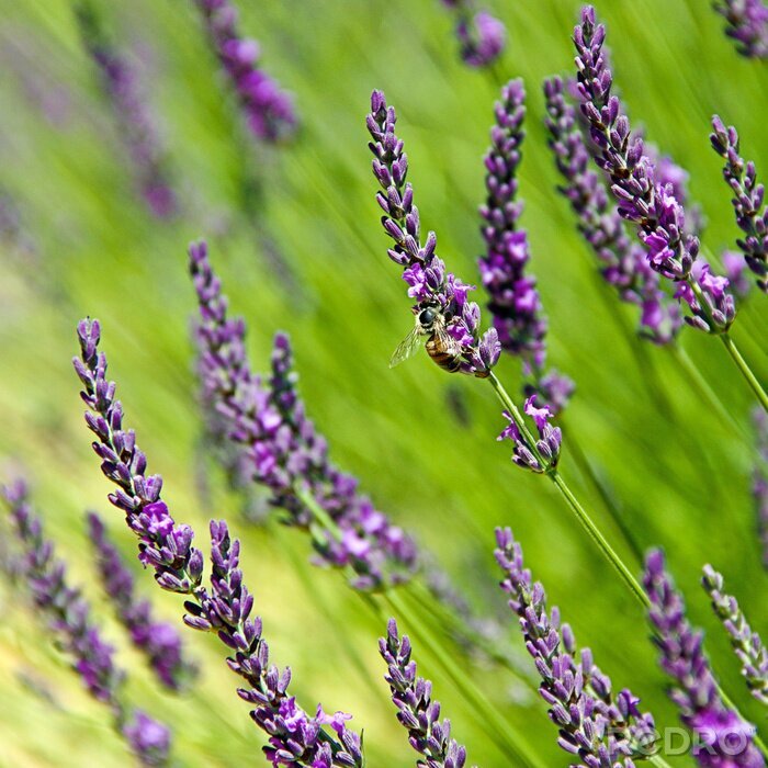Fotobehang Lavendel op een achtergrond van groen