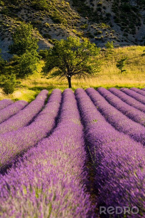 Fotobehang Lavendel op een heuvel