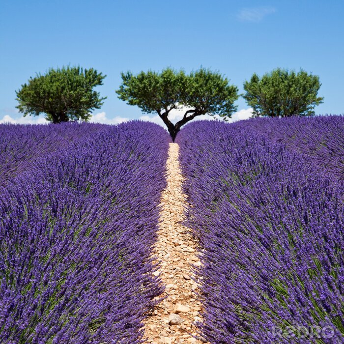 Fotobehang Lavendel pad en bomen