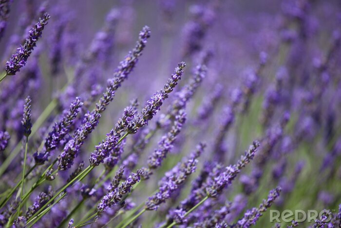 Fotobehang Lavendel takjes