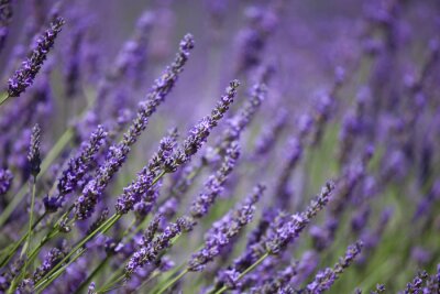 Fotobehang Lavendel takjes