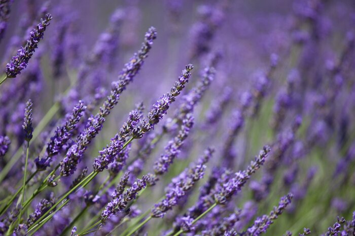 Fotobehang Lavendel takjes