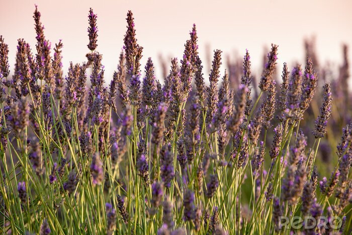 Fotobehang Lavendel uit de Provence