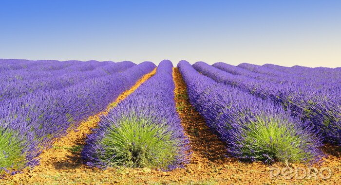 Fotobehang Lavendel veld dat reikt tot aan de horizon