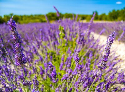 Fotobehang Lavendel veld en blauwe lucht