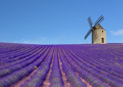Fotobehang Lavendel veld en een windmolen