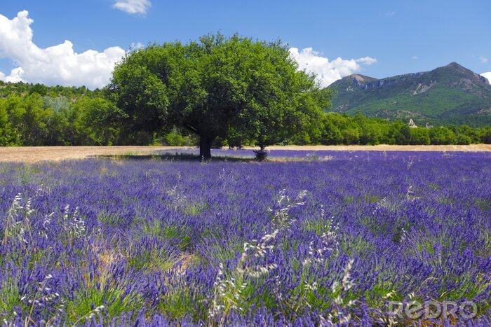 Fotobehang Lavendel veld en groen