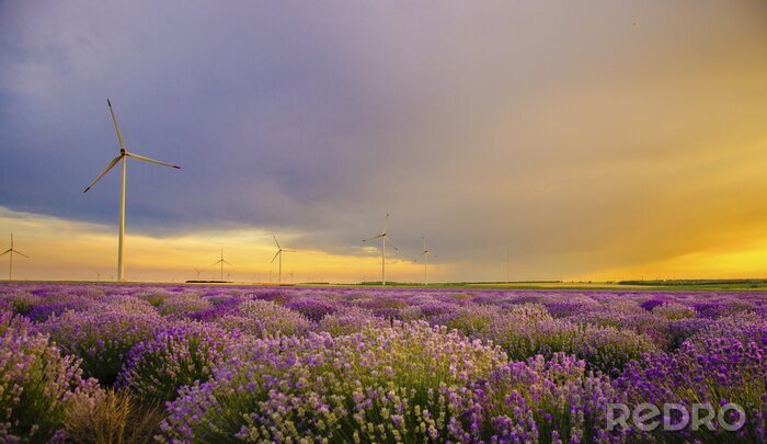 Fotobehang Lavendel veld en windmolen