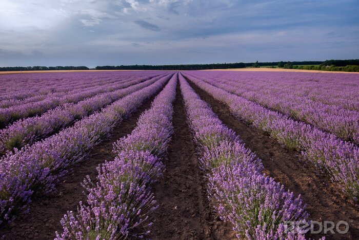 Fotobehang Lavendel veld hemel en wolken