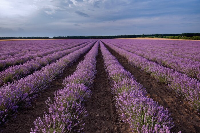Fotobehang Lavendel veld hemel en wolken