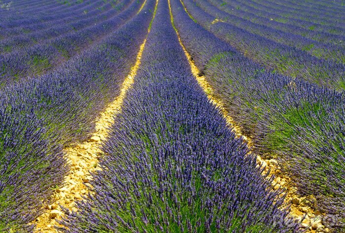 Fotobehang Lavendel veld in de zomerzon