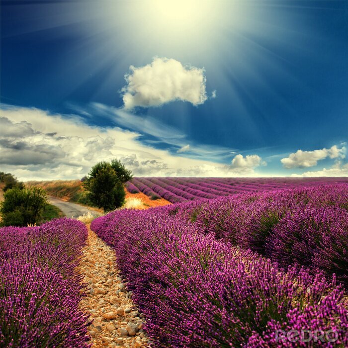 Fotobehang Lavendel veld in de zon