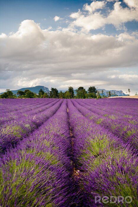 Fotobehang Lavendel veld in Frankrijk