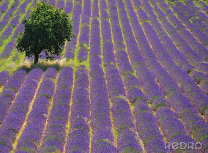 Fotobehang Lavendel veld in volle bloei