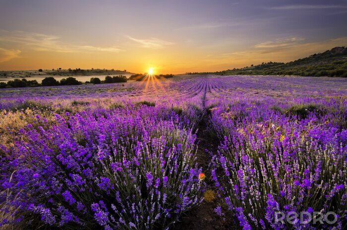Fotobehang Lavendel veld met een landschap in de verte