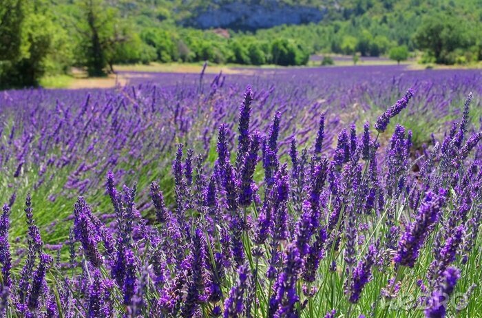 Fotobehang Lavendel veld op een achtergrond van bomen