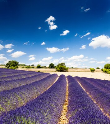 Fotobehang Lavendel veld op het platteland