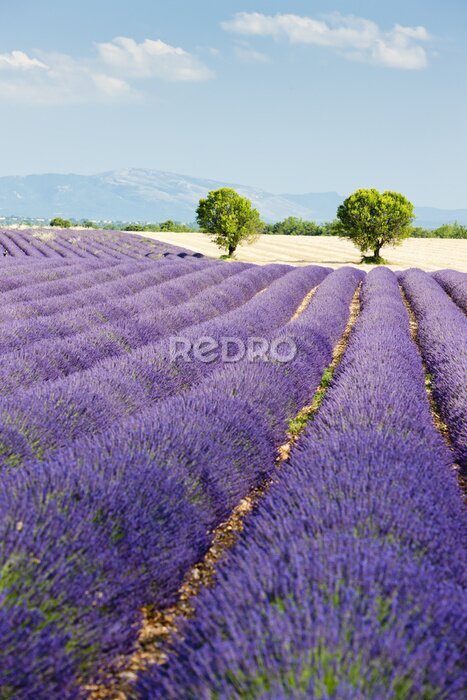 Fotobehang Lavendel veld, Plateau de Valensole, Provence, Frankrijk