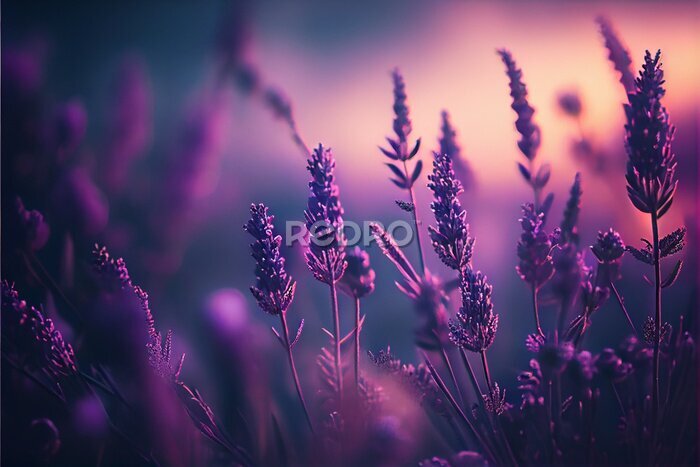 Fotobehang Lavendel violette bloemtakjes